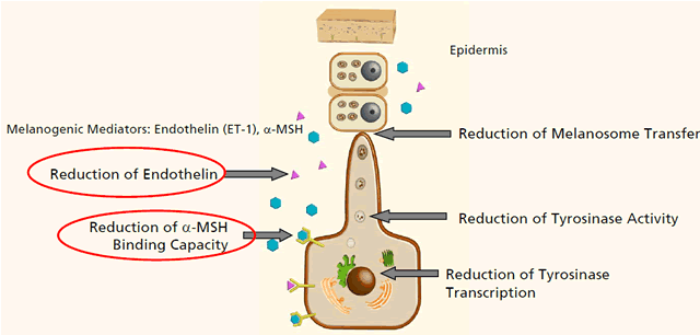 Influence on Melanogenesis Pathways